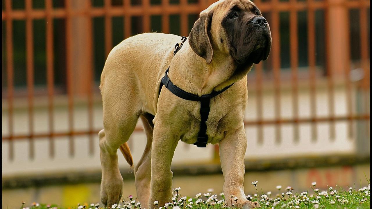 English Mastiff puppy stands outside on grass. A new UC Davis study updates guidelines on when to neuter or spay a dog to avoid health risks. (Claudio Gennari via Flickr CC by 4.0))
