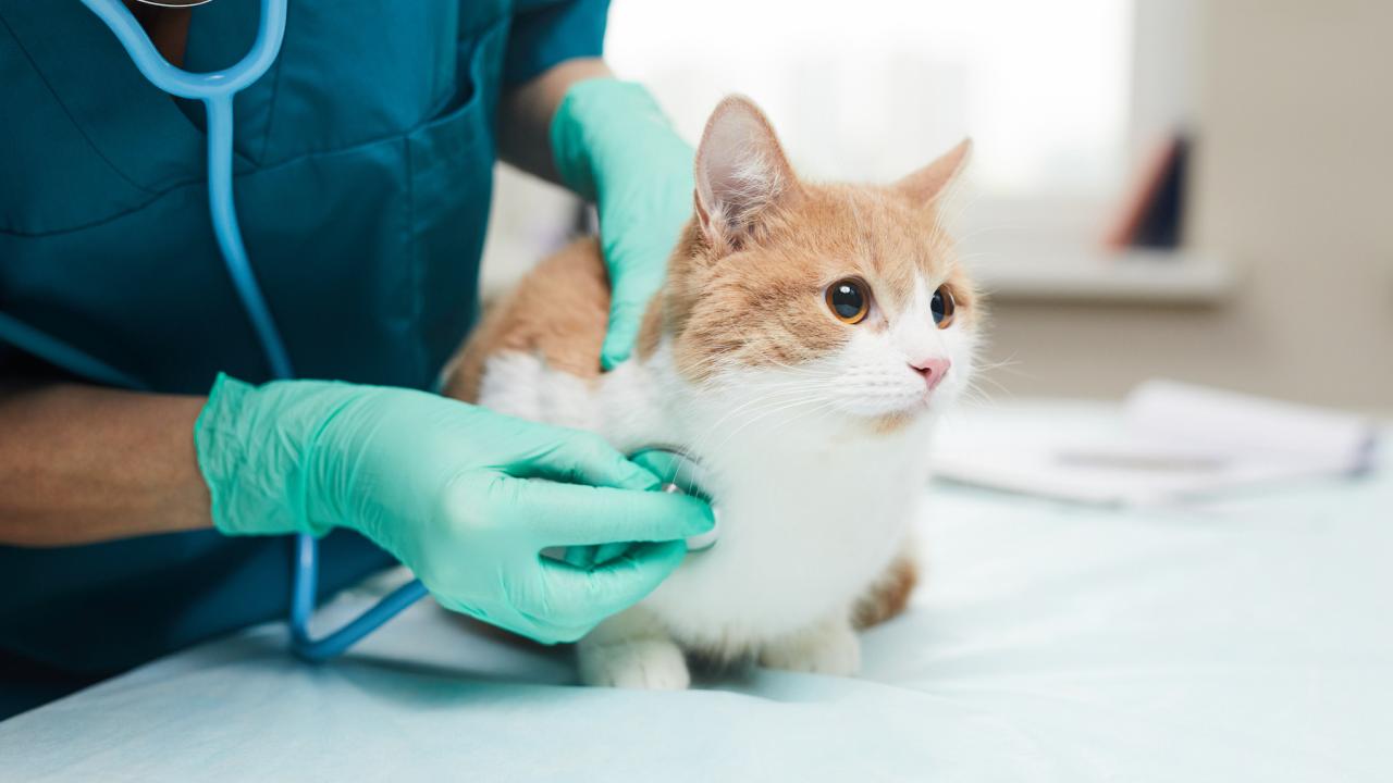 UC Davis Researchers Study Telemedicine for Cats