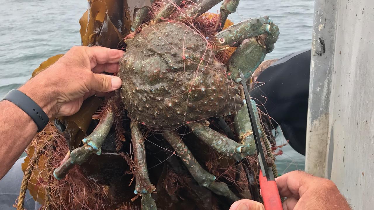 Tons of Lost Fishing Gear Recovered off Southern California Coast