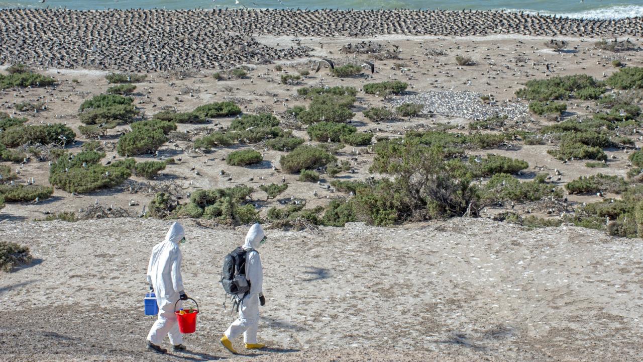 two women in protective PPE walk above Argentina coastline full of cormorants near shore and terns in greenery to sample for HPAI H5N1