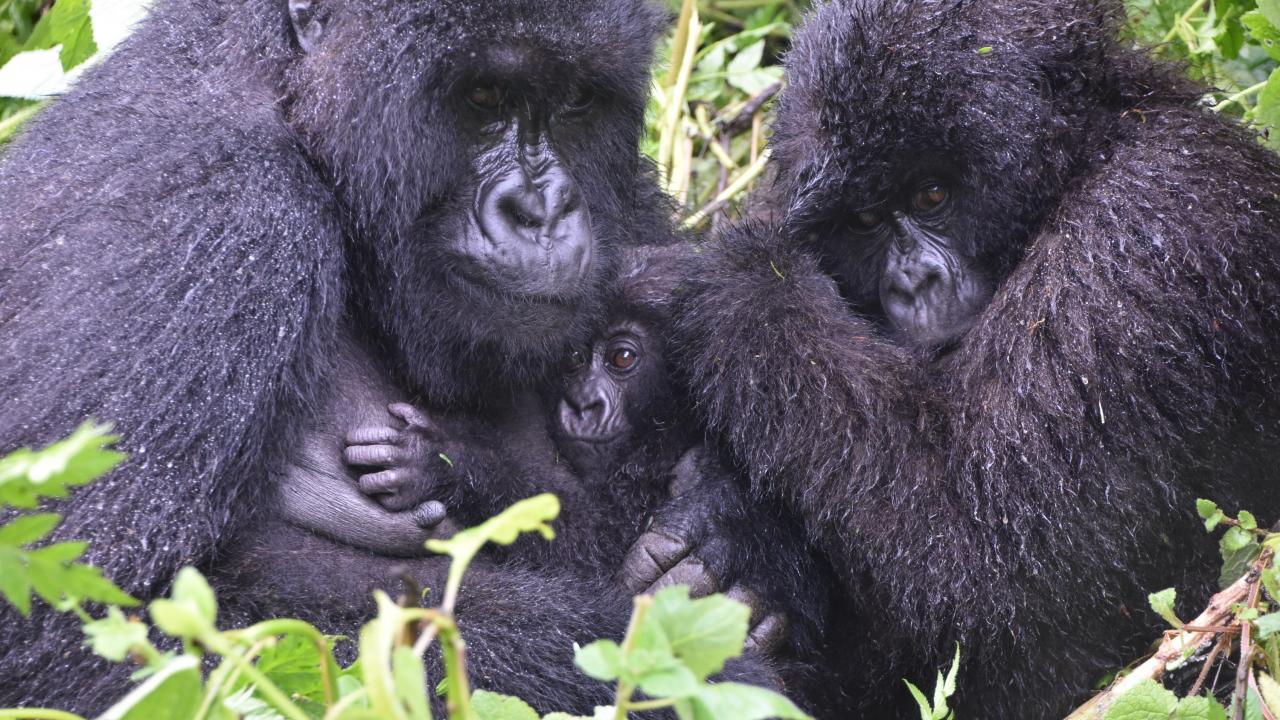 conservation of gorillas
