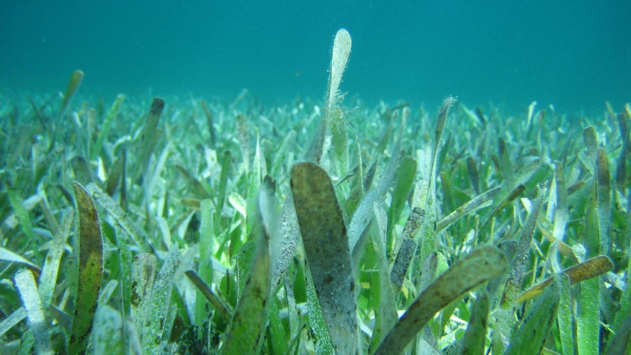 Seagrass in blueish green water scene is part of a UC Davis presentation on climate change