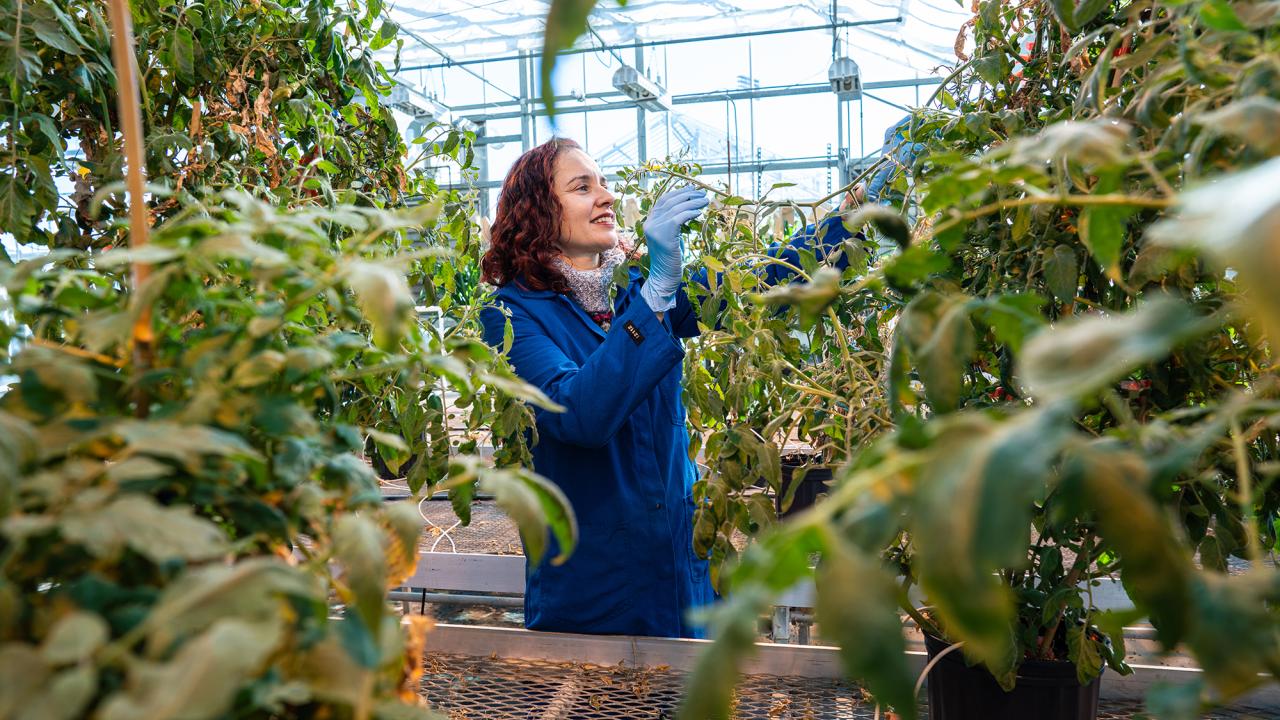A woman in a blue lab coat is seen inside a greenhouse surrounded by plants.