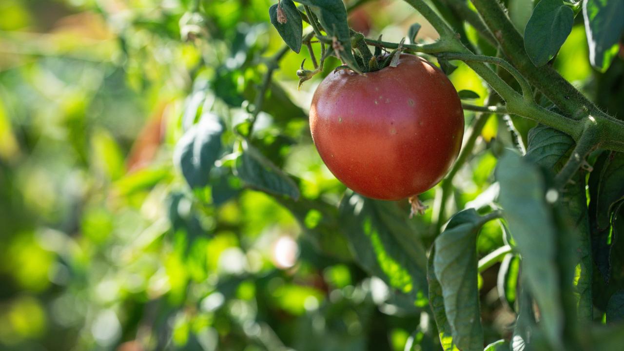 Researchers Examine How Early Harvest, Storage Affect Tomatoes  