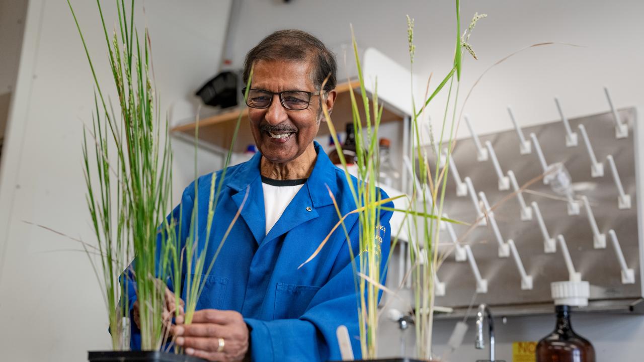 A man in a blue lab coat and glasses works with a plant in a lab setting. 
