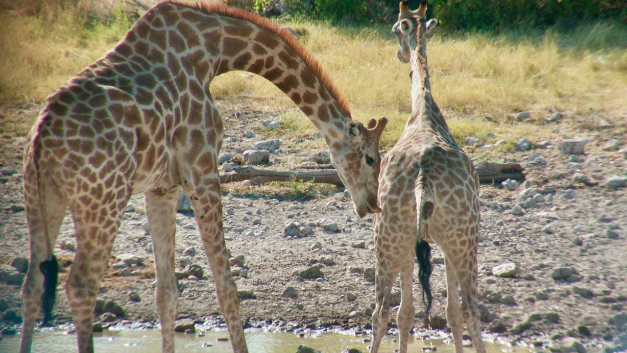 Heavy Necking New Insights Into the Sex Life of Giraffes UC Davis pic