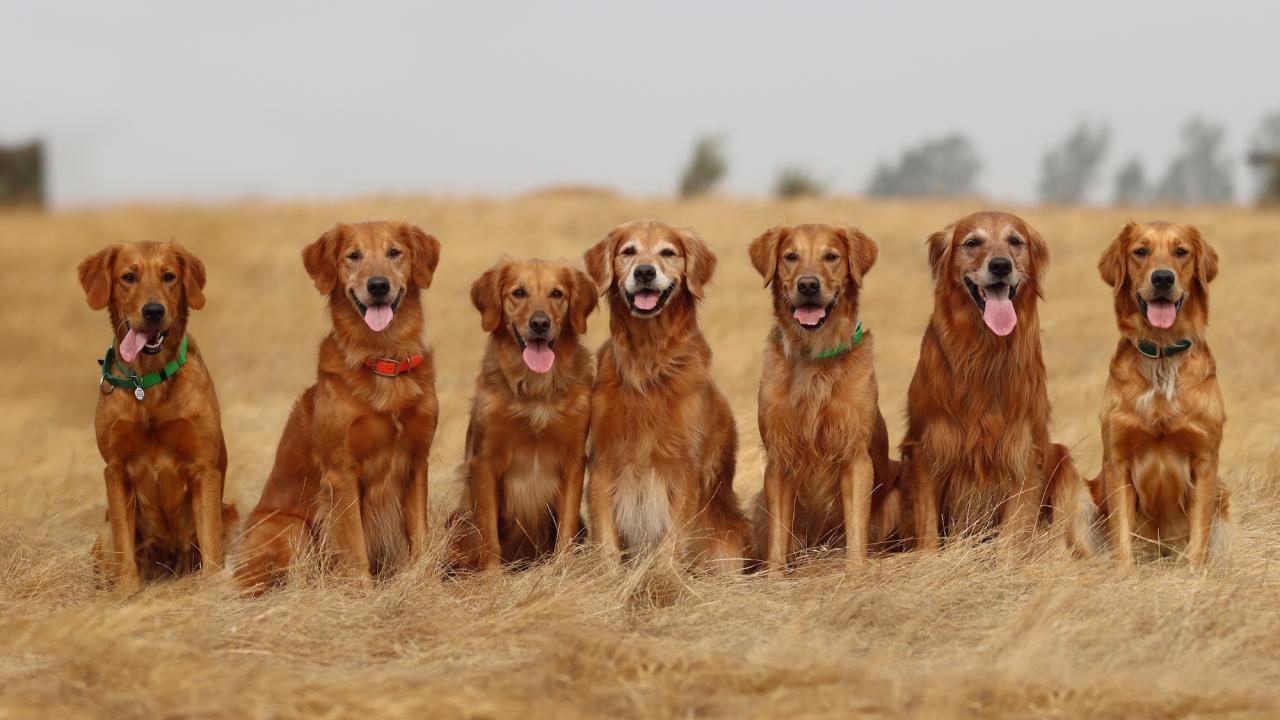 Golden Retrievers' genetics will help all dogs live much longer lives •