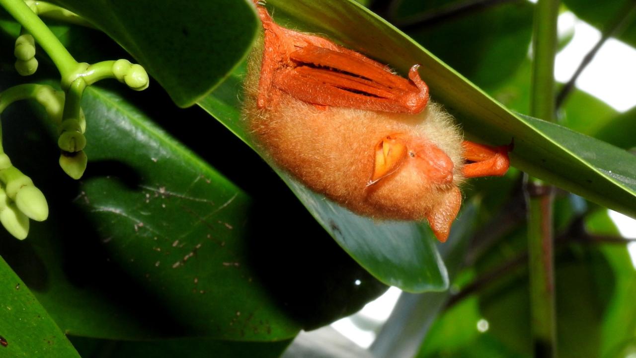 A bright orange painted woolly bat, or kerivoula picta, roosts under a bright green leaf in Indonesiaa