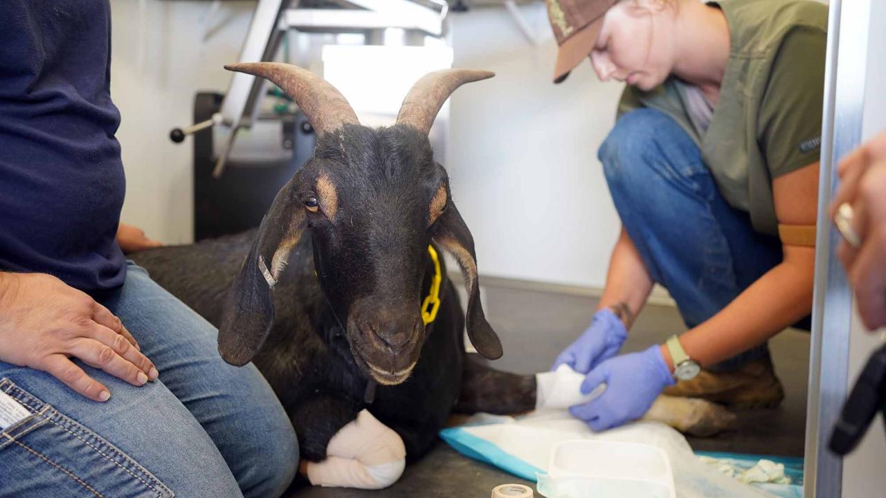 Person wraps bandages on paws of goat