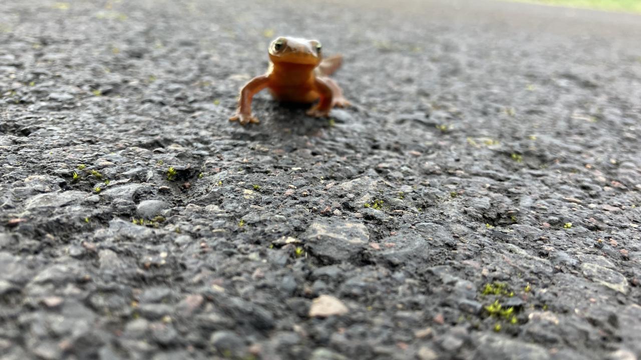 A orange-amber colored,  rough-skinned newt crawls on pavement with its cute face facing camera