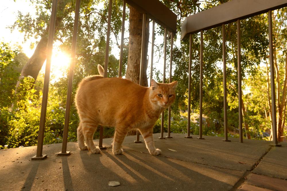 A thinner Cheeto walks around the Physics Building around sunset on September 23, 2020. 