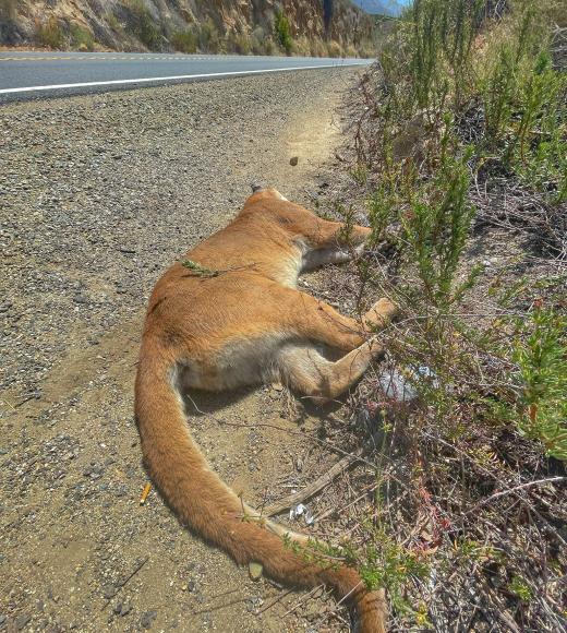 Dead mountain lion on side of road in San Diego
