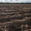 Photo: furrows of land after harvest