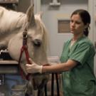 Vet technician Hayley Robinson comforts a 5-year-old mare, Kazarka, before an ultrasound procedure at the May 18 launch of the new stem cell laboratory for horses.