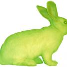 Alba, the fluorescent bunny