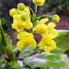 All-Star: The Oregon grape features bright yellow flowers in early spring.