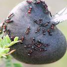 Photo: many ants on swollen thorn