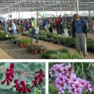 Photos (3): Plant sale scene, plus two plants, Pelargonium sidoides (garnet geranium) and Bergenia crassifolia (pigsqueak)