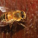 A honeybee takes a drink of water at UC Davis&rsquo; Harry Laidlaw Jr. Bee Biology Facility.