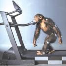 Chimpanzees hit the treadmill for bipedal walking (pictured), after being coaxed to walk on two legs; and
&lsquo;knucklewalking,&rsquo; on all fours. Researchers applied white paint to certain joints on the chimps, and used high-speed cameras to record