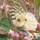 The butterfly Clodius Parnassian: Parnassius clodius