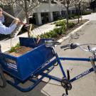 Mike Griffith unloads mulch from his new work bikepainted in UC Davis Aggie blue and carrying the Buildings and Grounds logo.