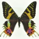 Photo: Chrysiridia rhipheus moth