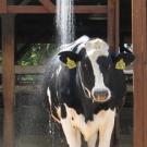 Cow under the showers
