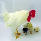 photo: adult chicken and 5 chicks