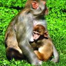 A rhesus macaque monkey nurses her offspring.