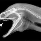 This X-ray shows the pharyngeal jaws in their protracted position -- after the eel, using its oral jaws, has sunk a few teeth into its prey.