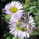 A checkered skipper butterfly is pictured on an Arboretum All-Star: Erigeron 'W.R.,' the Wayne Roderick seaside daisy.