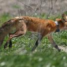 A native red fox trots along near Willows, Calif., after being radiocollared by UC Davis researcher Ben Sacks. 