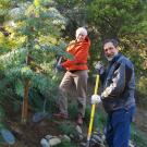 Photo: Volunteers Kathryn Shack and Peter London at work in the arboretum's Acacia Grove.