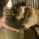 Three-and-a-half-year-old Mehrin Golden offers up a handful of feed while touring the UC Davis Dairy Barn on April 23. 