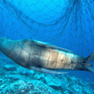 Cast-off fishing net proves fatal for a sealion at Coronado Islands, near San Diego.