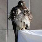 Photo: A hawk atop the scaffolding on the west side of the Mondavi Center for the Performing Arts.