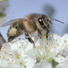 Honeybees (one is shown on a plum blossom) work more efficiently at pollination when wild bees are around.research shows.