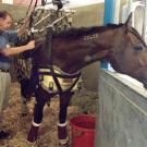 photo: man adjusting harness on horse