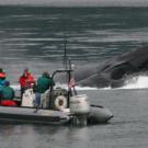 Photo: four people in a boat facing a surfacing whale