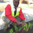 Garden specialist Elias Mbvukuta shows off the Swiss chard that the grounds division planted recently in the edible landscaping outside the Plant and Environmental Sciences Building. The winter crop also includes beets and red onions.