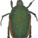 Photo: June bug, also known as the green fruit beetle and fig beetle (Cotinus mutabilis)