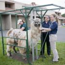 Veterinary students Vanessa Gant Bradley and Maria Collins join Professor Julie Dechant tending to Mona, safely restrained in a new llama chute.