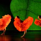 Photo: MOMIX dancers, appearing as flowers, in a scene from Botanica.