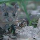 An adult brush mouse at UC&rsquo;s Quail Ridge Reserve near Lake Berryessa west of Davis.