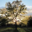 Photo: Oak tree in Shields Oak Grove