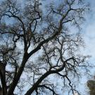 One of UC Davis mighty oaks.