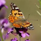 Painted lady butterfly in the UC Davis Arboretum.