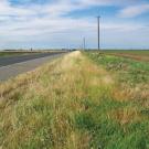 Invasive species dominate road&rsquo;s edge. Farther from the road, the shoulder contains native perennial purple needlegrass.