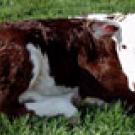 Photo of a calf lying on the grass looking at the camera.